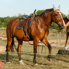 The jockey leads a bay horse by the bridle. Training of riders on the field.