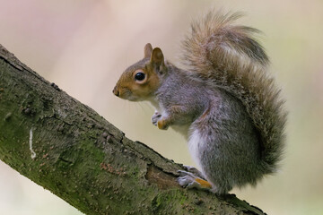 Grey squirrel in a tree © Angie