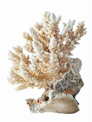 Obraz premium Coral Essence Isolated Piece Highlighting Unique Structure
