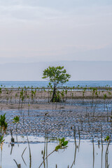 lonely mangrove in the middle of lake