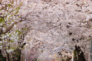 桜_春