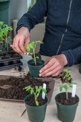 Tomaten pikieren, Tomaten anbauen, Anzucht von Tomatenpflanzen