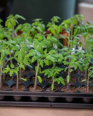 Tomaten pikieren, Tomaten anbauen, Anzucht von Tomatenpflanzen