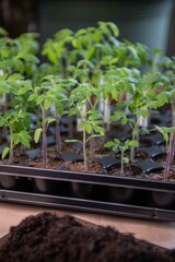 Tomaten pikieren, Tomaten anbauen, Anzucht von Tomatenpflanzen