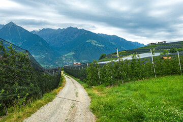 Obstplantagen, Schenna, Burggrafenamt, Südtirol, Italien