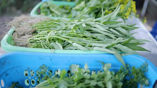 Morning glory grown in an organic plot.