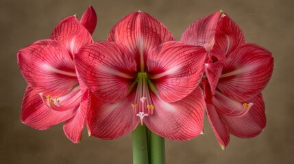   A room presents a bouquet of pink flowers atop a verdant stem against a warm, brown wall