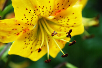 closeup of a yellow tiger lily with vibrant color and dark spots