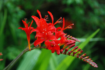 closeup of a branch with bright red flowers and a dark green background