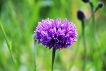 closeup of a purple violet chives flower with a fresh blurry green background
