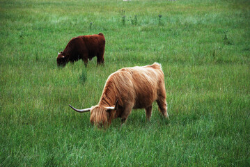 two scottish highland cattle grazing on a fresh green field