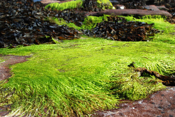 Naklejka na ściany i meble closeup of a large patch of fresh green seaweed on the shore