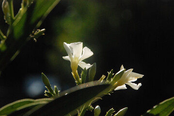 blooming oleander with white flowers in a garden at daytime