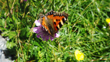 Fototapeta na wymiar closeup of an orange and brown butterfly on a pink flower in the sunlight