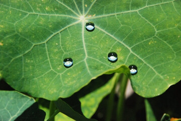 water droplets on a leaf with lotus effect in bright daylight