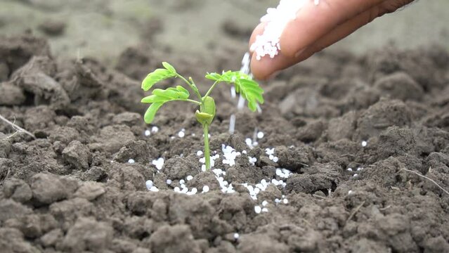 Hand giving synthetic fertilizers to accelerate plant growth. Slow Motion 240fps