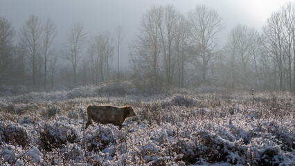 One cow stands in snowy pasture against forest in haze, bad grazing in winter with dry grass covered with snow