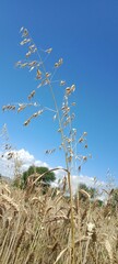 Ripen avena fatua plant or wild oat, wild oats, common wild oat, spring wild oat, folle avoine,...