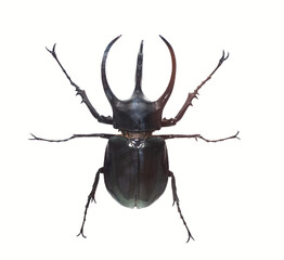 Rhinoceros beetle. Isolated insect.