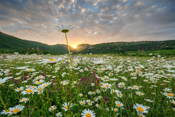 Spring camomile meadow in mountain on the sunset.