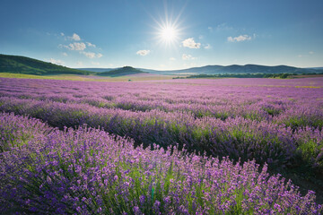 Meadow of lavender ladscape.