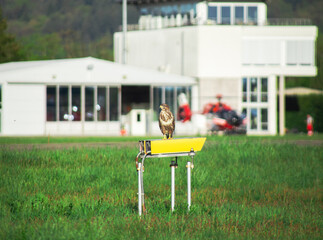 a large bird of prey sits against the background of a helicopter at the airfield