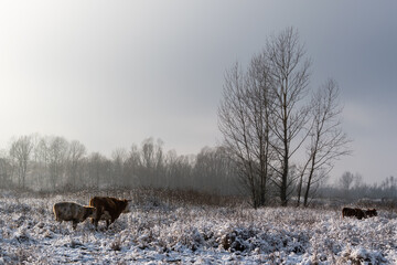 Cows stands in snowy pasture, bad grazing in winter with dry grass covered with snow