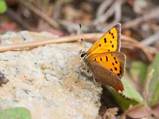 Lycaena dispar