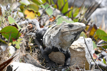 Iguana - dorosły legwan wygrzewa się w Słońcu na kamieniach - obrazy, fototapety, plakaty