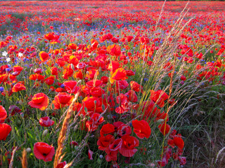 Blades of grass mingle with poppies in the sunset