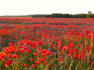 Green forest and poppies at sunset so colorful