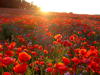 Landscape with poppies and cornflowers in the sunset