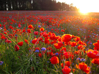 Red field of poppies and cornflowers