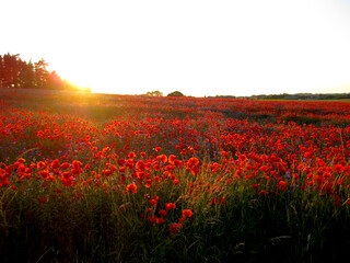 Poppy field in the sunset just before dusk