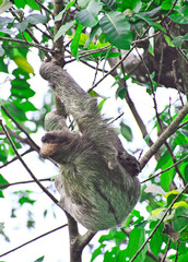 Leniwiec w naturalnym środowisku na drzewie w Kostaryce - matka z dzieckiem - obrazy, fototapety, plakaty