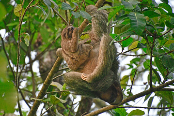 Dwa leniwce na drzewie (mama leniwiec z dzieckiem) - Kostaryka region La Fortuna
