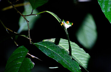 Trująca zielona żaba w lesie deszczowym w Kostaryce