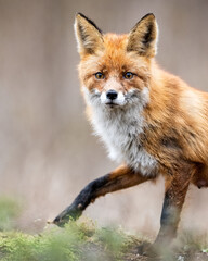 Red fox portrait, vixen at spring