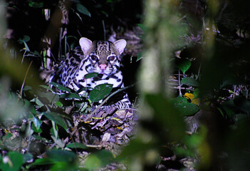Dziki ocelot wśród drzew w lesie deczszowym Kostaryki