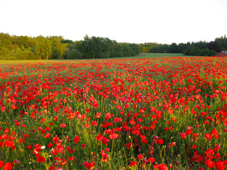 The sun casts light over the forest and poppy field in red and green