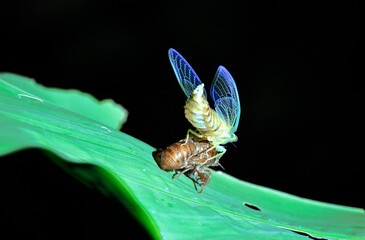 Kolorowy owad w lesie deszczowym Kostaryki podczas nocnego spaceru - obrazy, fototapety, plakaty