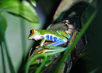 Trująca żaba - piękna i niebezpieczna zielona żaba z lasów deszczowych Kostaryki