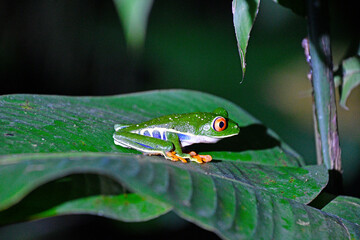 Trująca żaba - zielona żabka egzotyczna z Kostaryki - obrazy, fototapety, plakaty