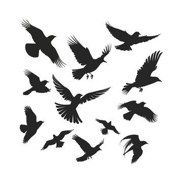 flying birds silhouette, white background, vector