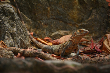 Legwan - jaszczurka w Kostaryce -iguana - obrazy, fototapety, plakaty