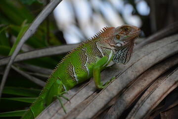 Młody legwan zielony - Iguana w Kostarykańskiej dżungli - obrazy, fototapety, plakaty