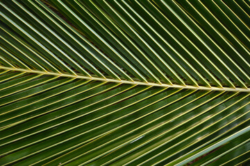 Liść palmy z bliska - tropikalny liść z wzorami fraktalnymi - obrazy, fototapety, plakaty