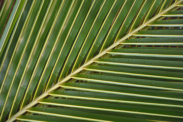 Fraktalna struktura w naturze - Liść palmy kokosowej, tropikalnej rośliny - obrazy, fototapety, plakaty