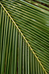 Fraktale w naturze - liść palmy, egzotycznej rośliny