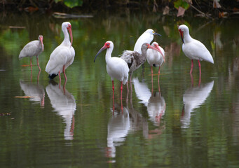 Dzikie ptaki w lesie zwrotnikowym - stado ibisów - obrazy, fototapety, plakaty